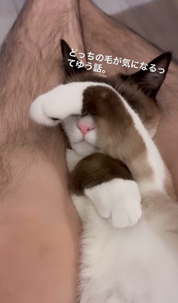 手で目を隠す猫