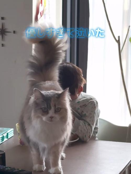 カメラ目線の猫