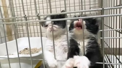 掴まり立ちするふたり