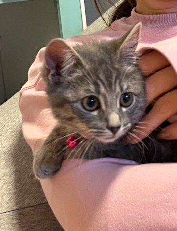 子猫を抱っこする飼い主