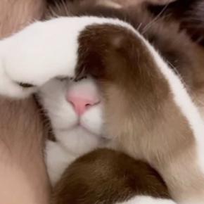 おててを使って『目を隠していたネコ』→どかして、顔を見てみたら…あまりにも予想外な『表情』が23万再生「わらけてもうたw」と爆笑の声