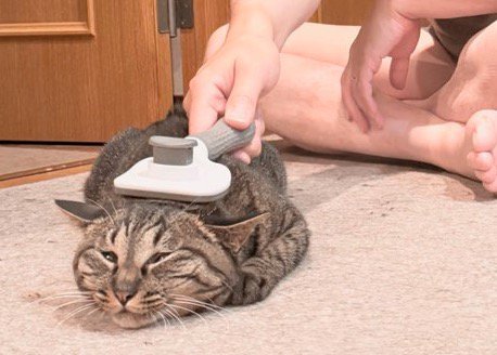 逃げずにブラッシングをされている猫