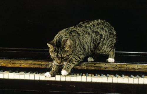 鍵盤に触る子猫