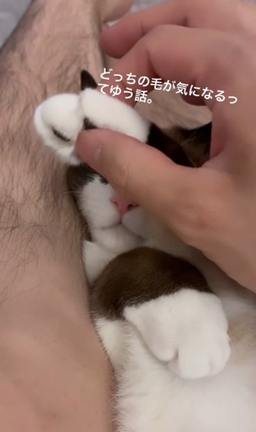 手を握られる猫