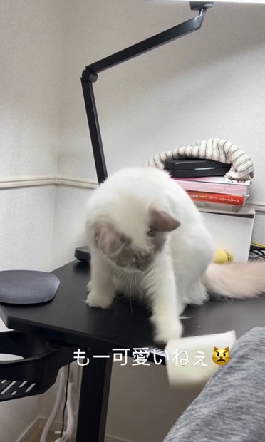 パンチする猫