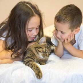 猫の『見た目に変化』が起きる原因5選 表情や毛色などが別猫のように変わる理由とは