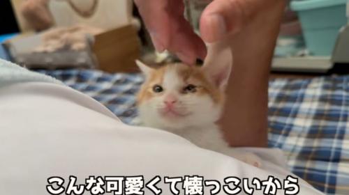 なでられる猫