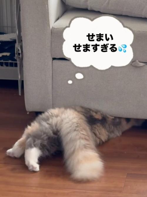 ソファーの下に入る猫の後ろ姿
