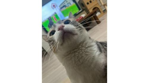 室内にいる猫