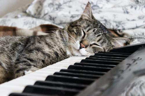 鍵盤に顔を載せて眠る猫