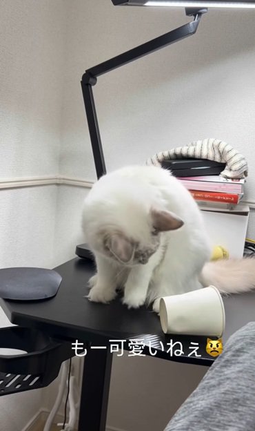 コップを見つめる猫