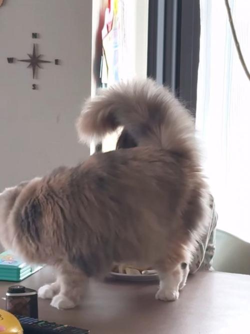 しっぽをあげる猫