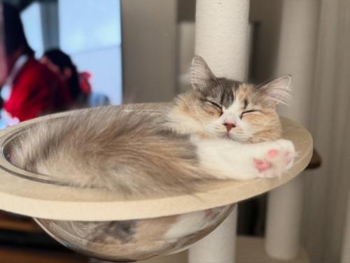 透明ボウルの中で寝る猫