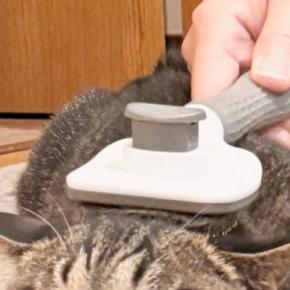 ブラッシングされる猫→正面から『顔』を見てみると…まさかの光景に2万いいね「顔が変わってるw」「別猫のようで笑った」と爆笑の声