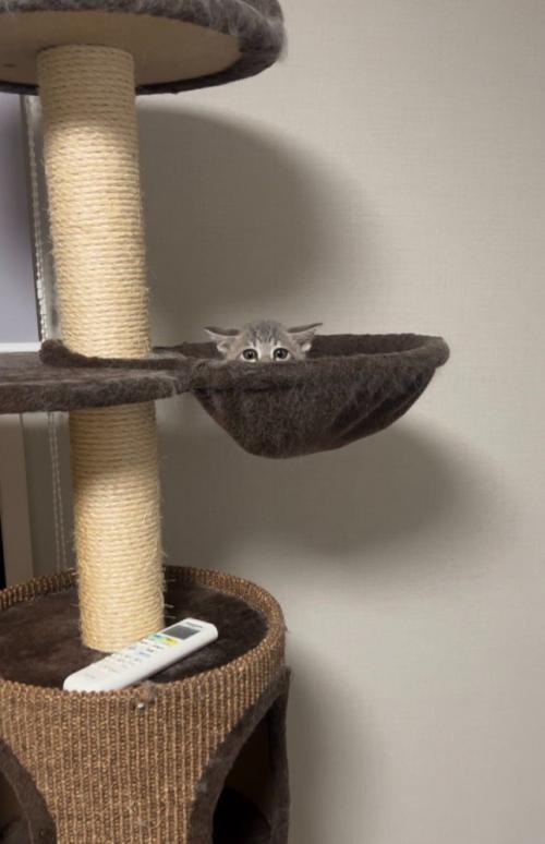 ハンモックから頭を出す猫