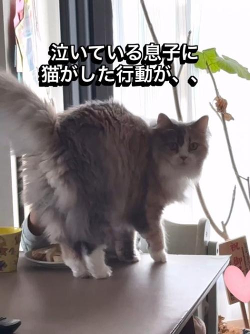 テーブルの上に乗る猫
