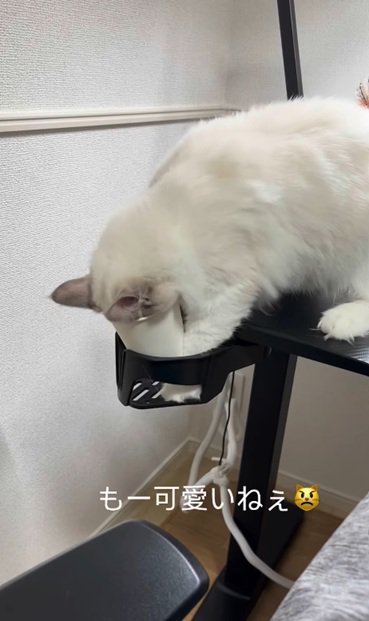 顔を突っ込む猫