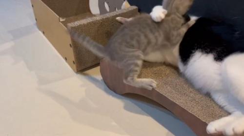 白黒猫に飛び掛かる子猫