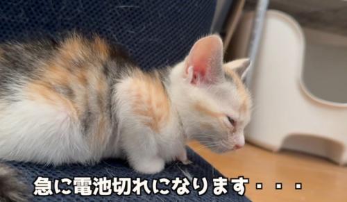 電池切れの猫