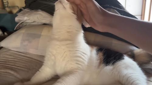 首を伸ばす姿