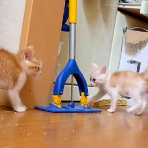 保護された子ネコたち→全力で遊んでいると思ったら、次の瞬間…尊すぎる『電池切れの光景』に「大暴れの可愛いモンスター」「かわゆす」と反響