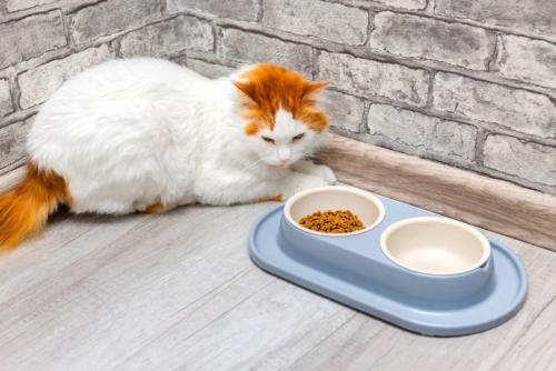 ご飯を見つめる猫