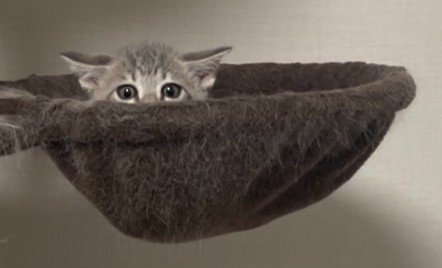 ハンモックから頭を出す猫（アップ）