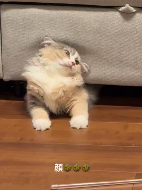 ソファーの下から出てくる猫