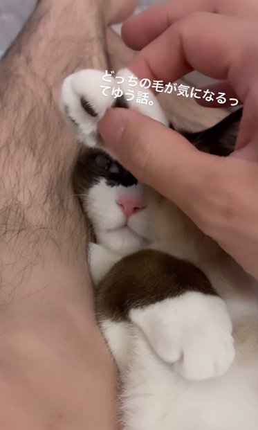 目を開けている猫