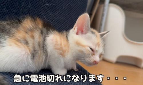 眠そうな猫