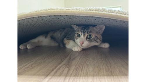 室内にいる猫