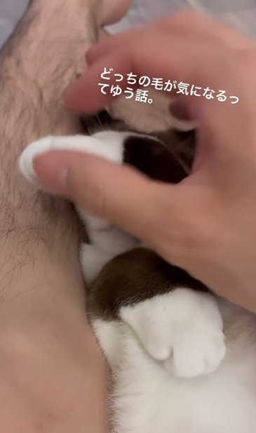 手を離される猫