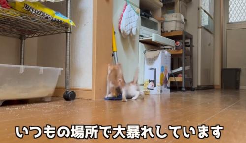 2匹の猫