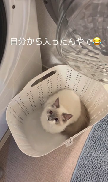 かごに入る猫