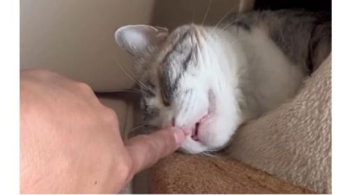 寝ている猫
