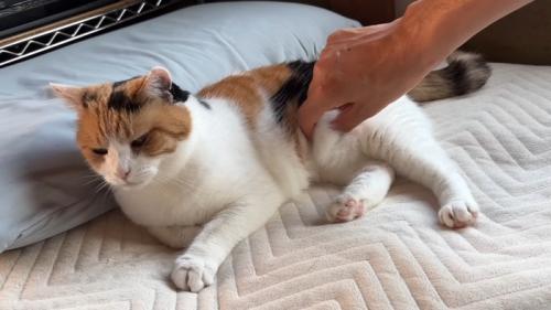 お腹をつまんで