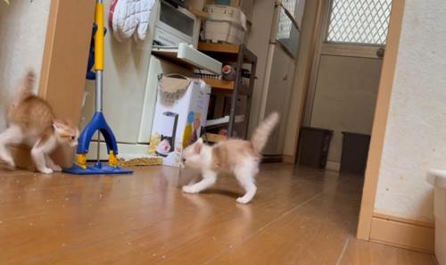 威嚇する猫
