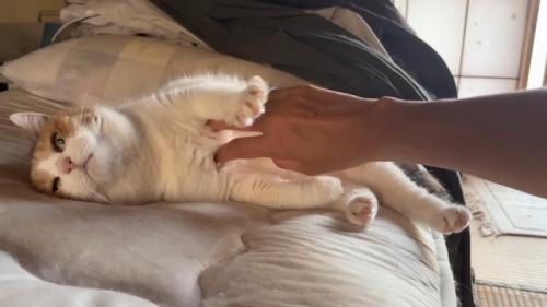 横になってなでなで