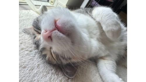 寝ている猫