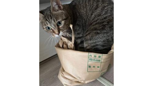 室内にいる猫