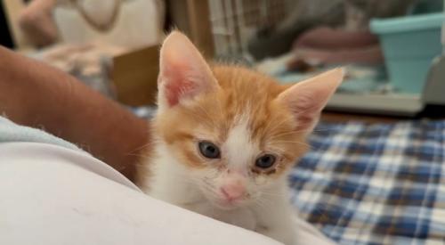 みつめる猫