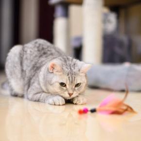 猫に使わせるのは『危険すぎるオモチャ』の特徴3つ 起こりうるトラブルや安全に遊ぶための注意点