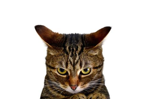 機嫌の悪そうな猫