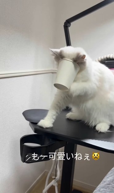 慌てる猫