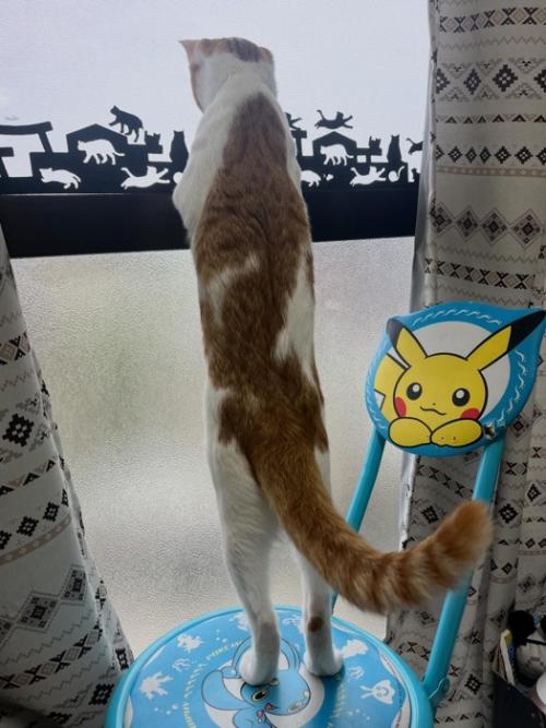 ベランダの猫