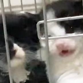 ケージの中にいる子猫たち→ごはんの時間が近づくと…ニヤニヤが止まらない『猛アピールの様子』に「出せ出せ感が凄いw」「元気いっぱいw」