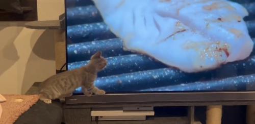 テレビを観ている子猫