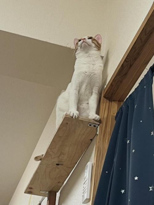 キャットウォークを歩く猫