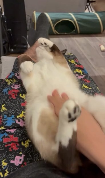 足の上でくつろぐ猫