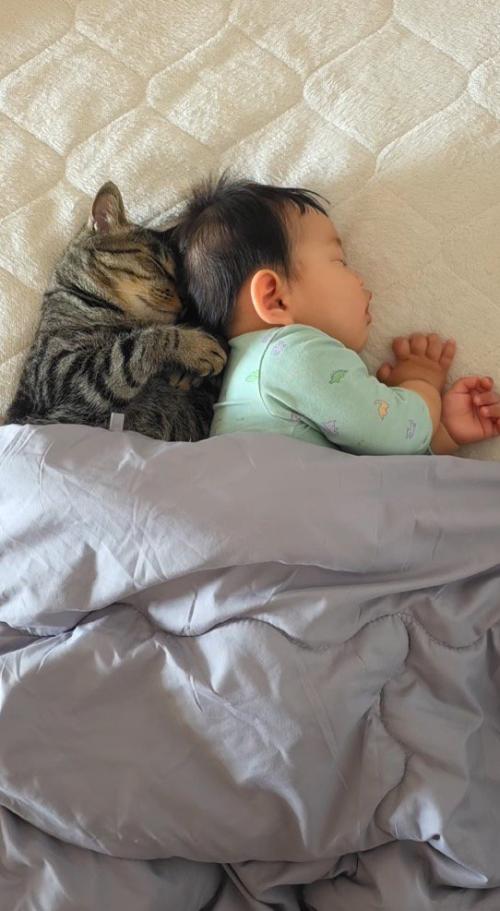 並んで眠っている猫と赤ちゃん